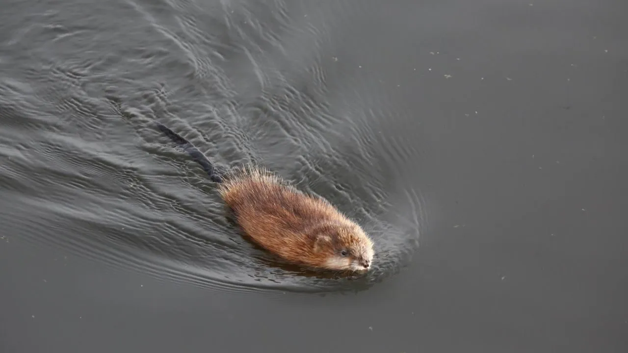 ФГБУ Национальный парк «Лосиный остров»/Иван Юткин