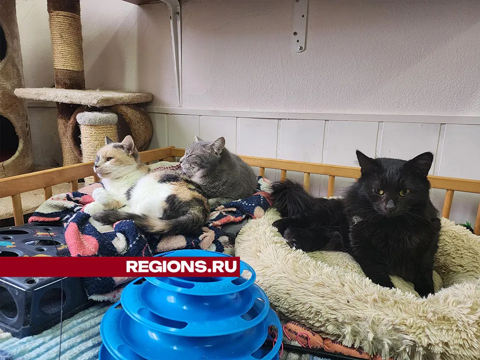 Фото: Максим Сафронов