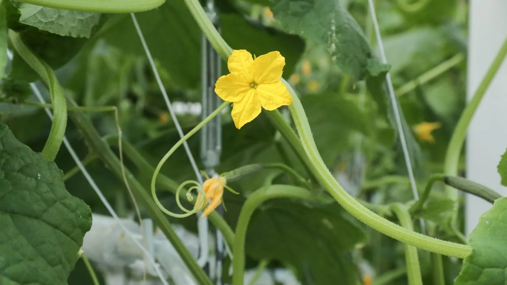 медиасток.рф