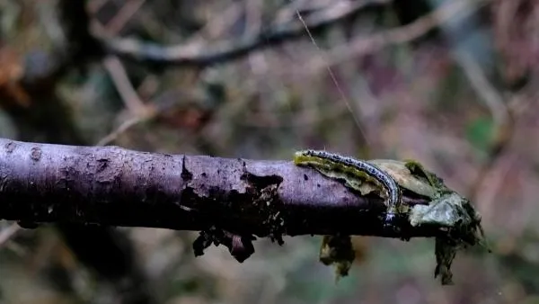 В Башкирии полчища гусениц атаковали деревья
