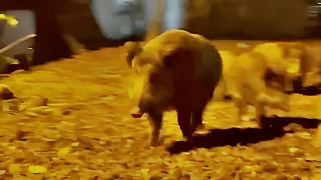 фото: скриншот