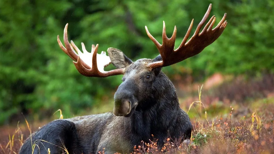 Фото: pxhere.com