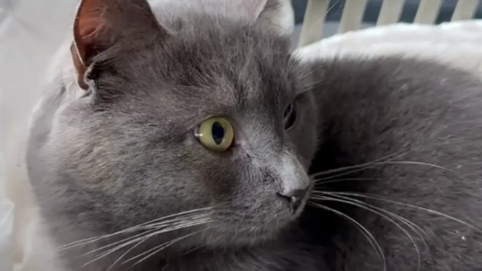 Фото: Валерия Ч., спасительница кота