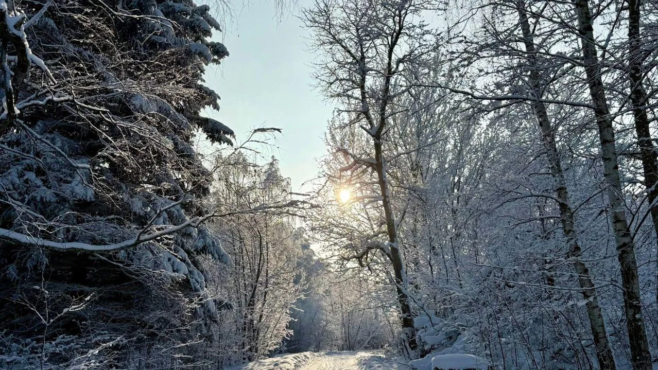 Марина Алифанова