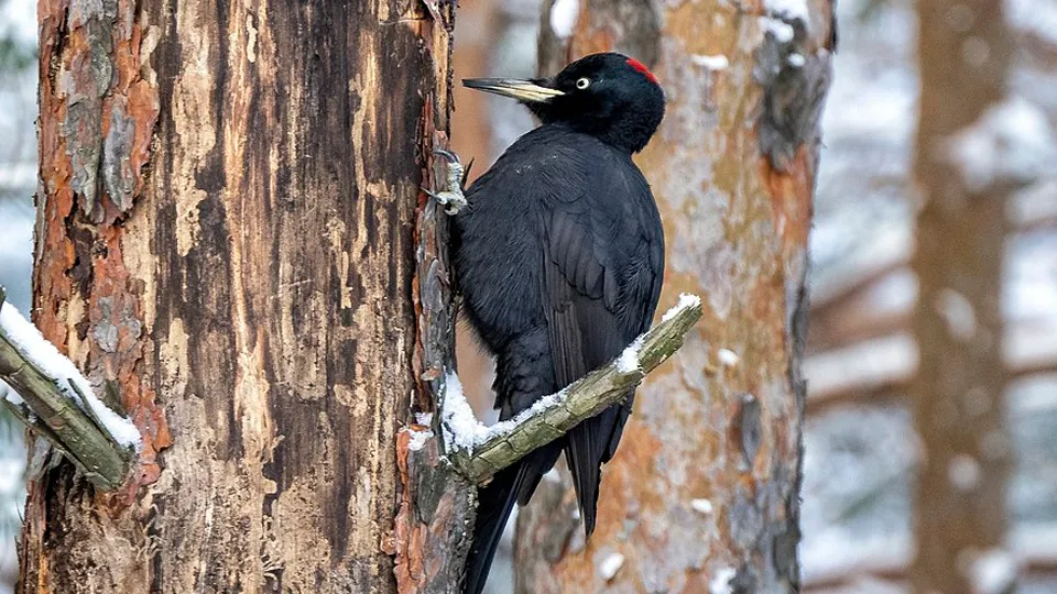 Фото: сommons.wikimedia/Luchsvet