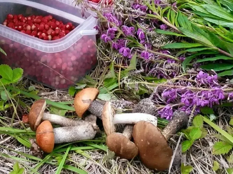 Фото: МедиаБанк Подмосковья/Аннета Юрасова