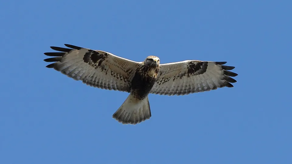 Фото: commons.wikimedia/Marton Berntsen