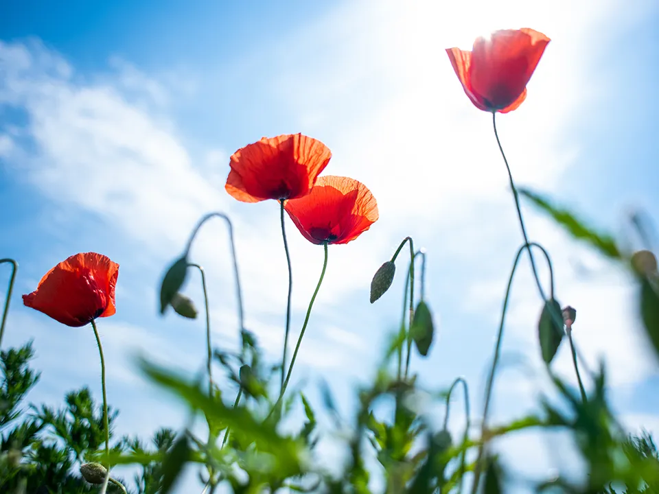 Фото: Медиаархив Подмосковья