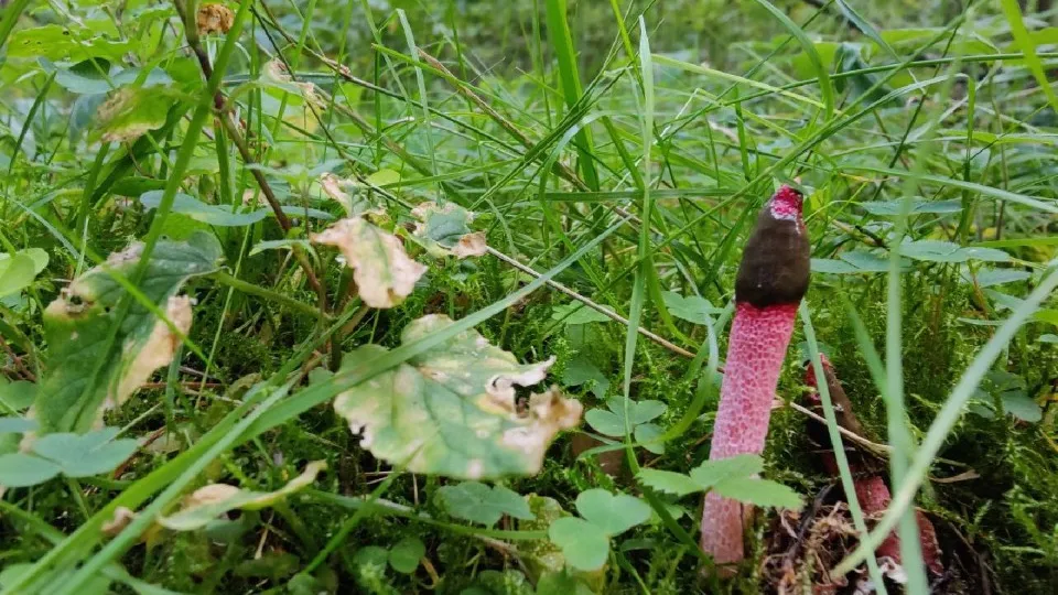 Фото: МедиаБанк Подмосковья/Владимир Киселев