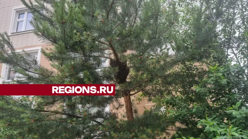 Фото: REGIONS/Ольга Ковалева