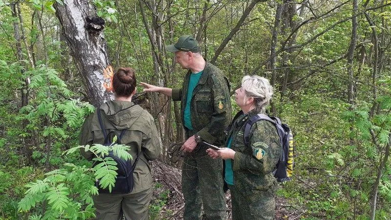 В Волоколамском лесничестве провели лесопатологическое обследование  