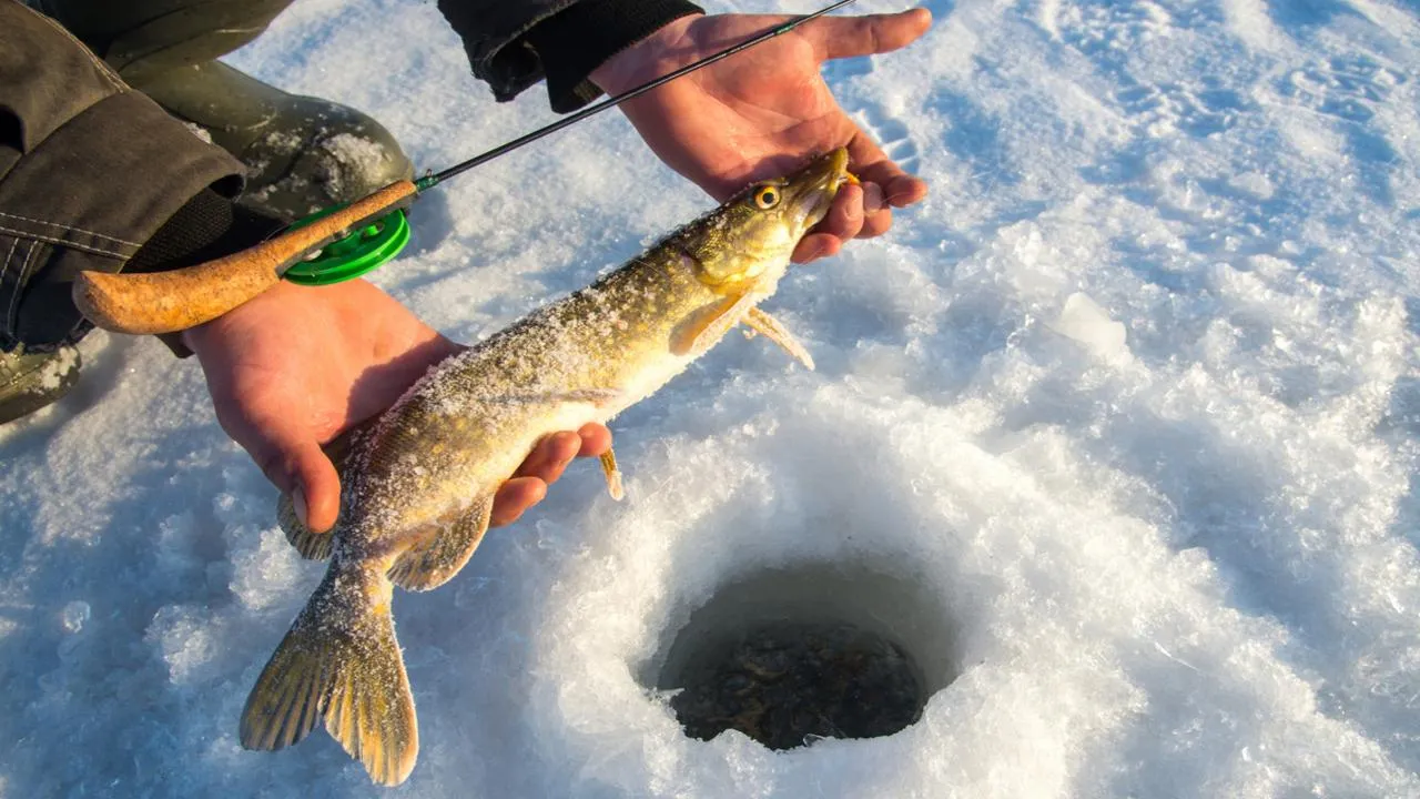 Весом с ребенка и невероятно полезна: водный хищник стал диетическим хитом россиян