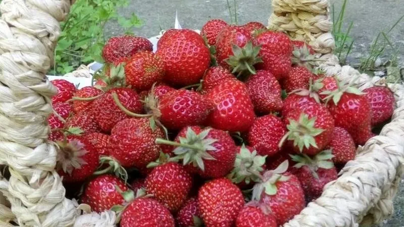 Сбор клубники стартовал в Подмосковье