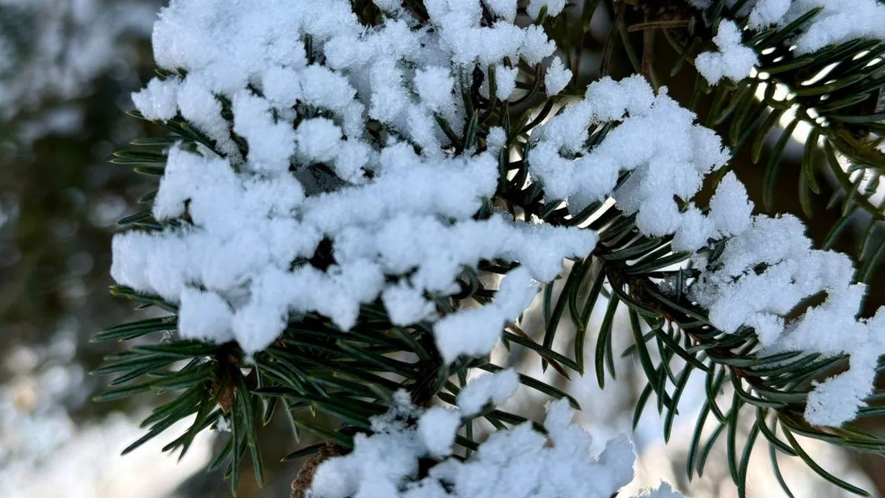 Марина Алифанова