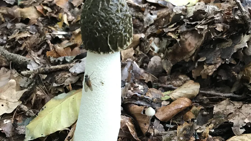 Фото: сommons.wikimedia/Kim Hansen