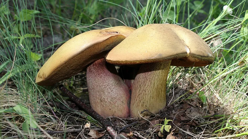 Фото: commons.wikimedia/George Chernilevsky/Общественное достояние