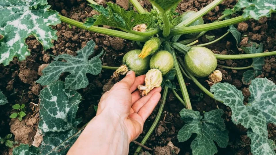 Фото: freepik.com