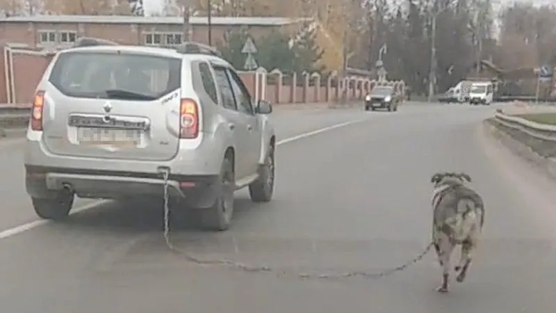 Пенсионер в Ногинске привязал собаку к машине и поехал