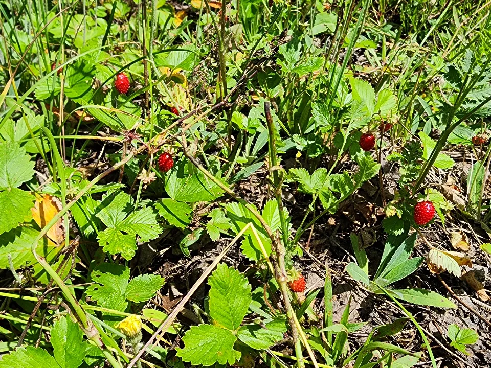 Фото: МедиаБанк Подмосковья/Анастасия Хренкова