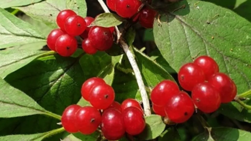 Жимолость лесная. Фото: Мария Аргия