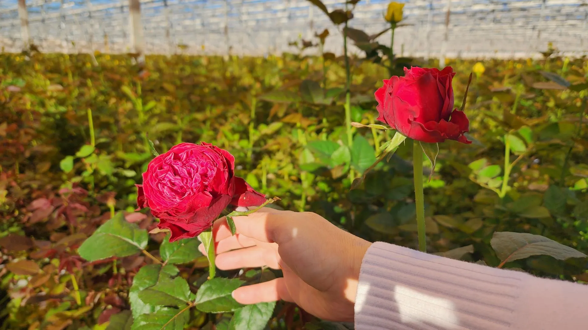 REGIONS/Евгений Рой