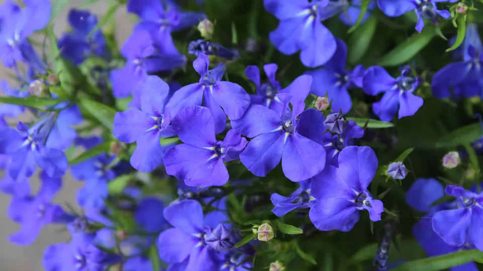 Фото: istockphoto.com/Imladris01