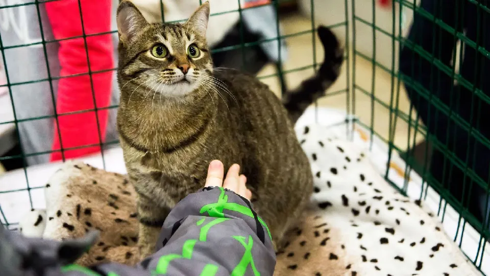 Фото: медиасток.рф