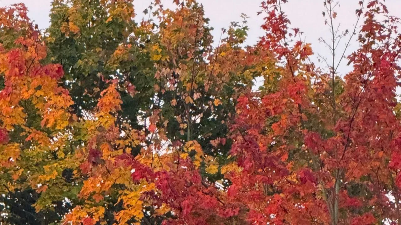 Фото: предоставлено Мариной Алифановой