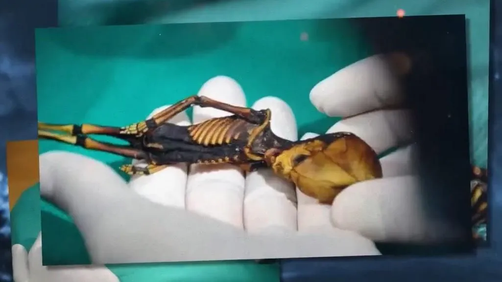 Стоп-кадр из видео @ tophype