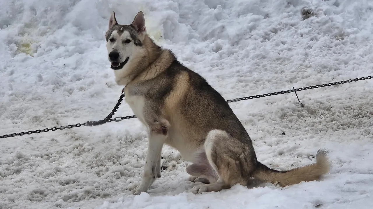 МедиаБанк Подмосковья/Ольга Вельшикаева