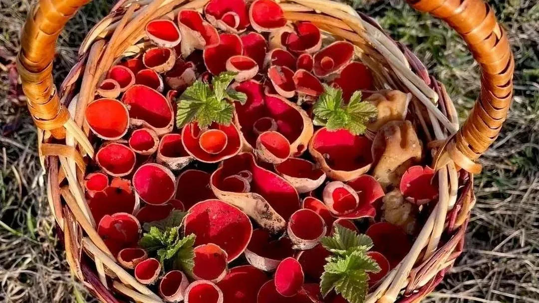 Василий Потапов