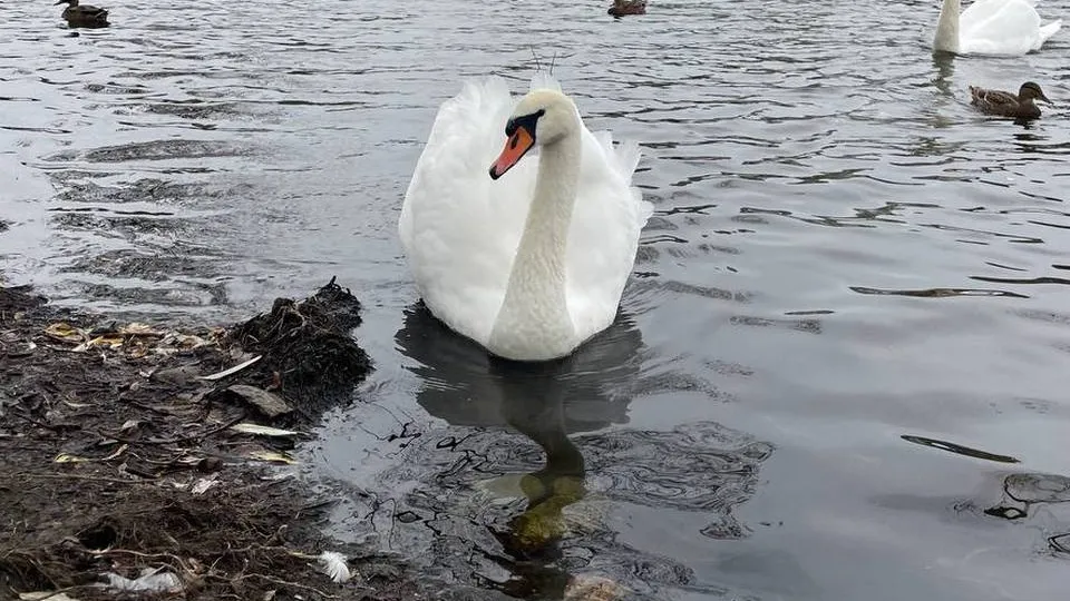 Фото: МедиаБанк Подмосковья/Евгений Рой