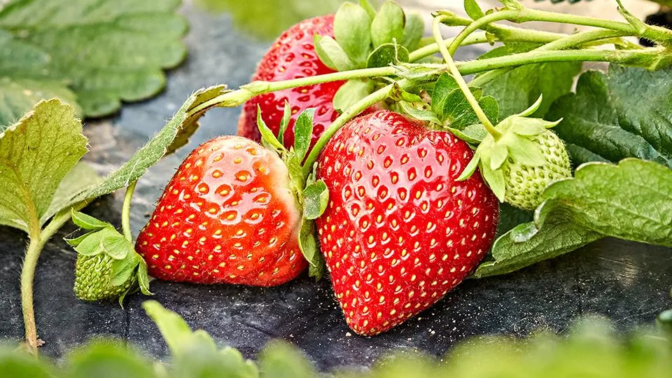 Фото: istockphoto.com/hdere