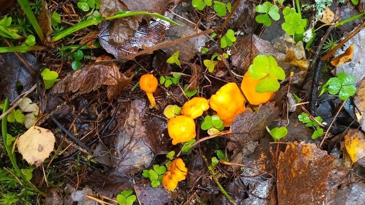 фото: соцсети