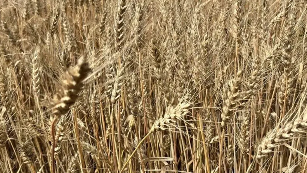 Фото: Министерство сельского хозяйства и продовольствия МО