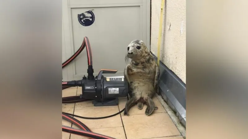 В Петербурге тюлененок «приуныл» после неудачного побега