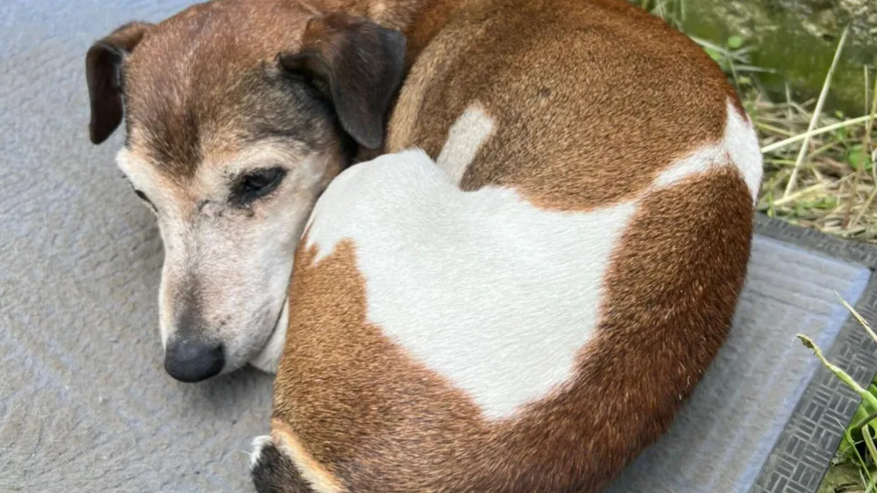 Фото: Хавива Фонина