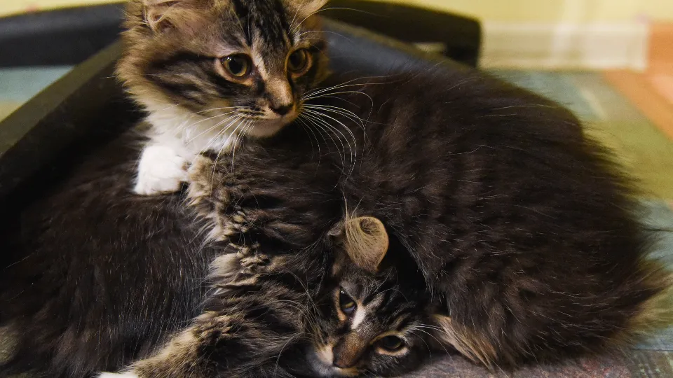 Фото: МедиаБанк Подмосковья/Дарья Соколова