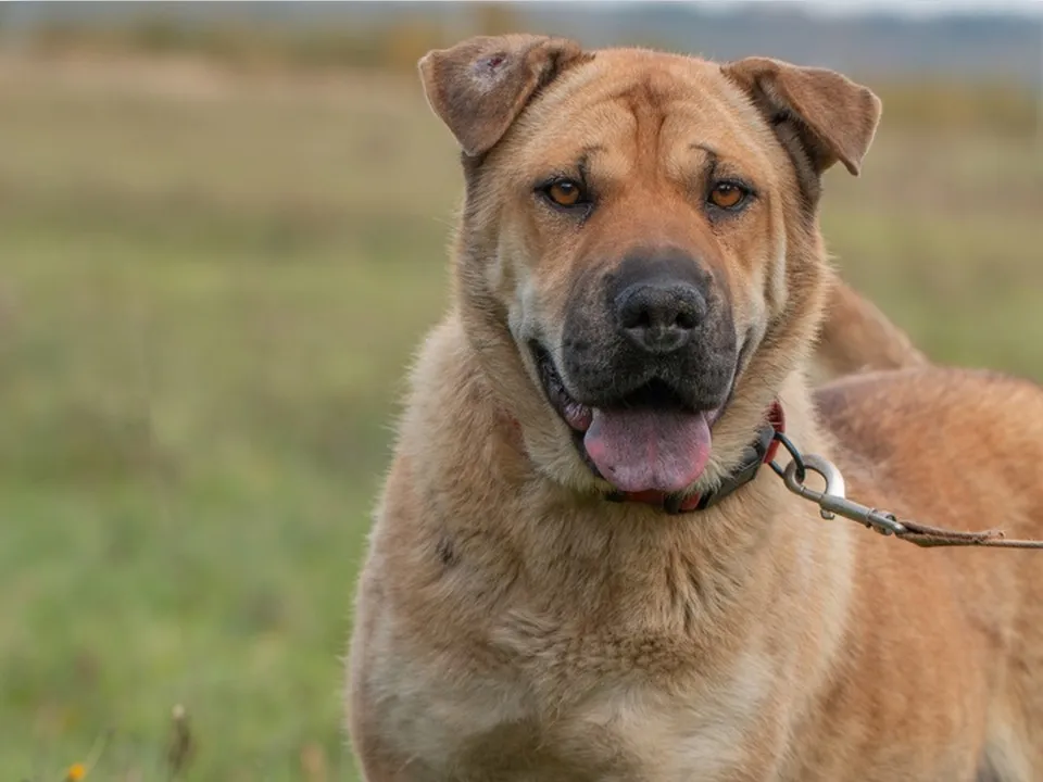 Фото: «Лесной приют»
