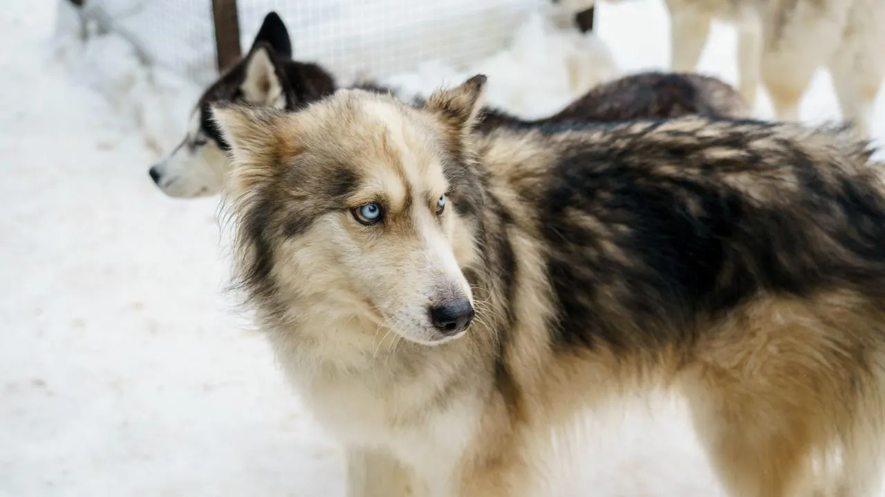 медиасток.рф