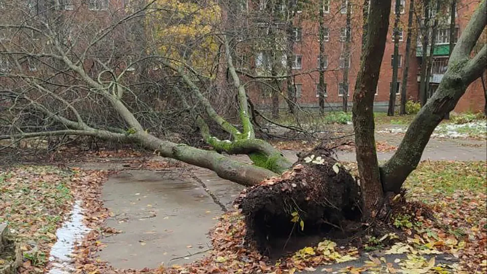 Фото: МедиаБанк Подмосковья/Мария Панина