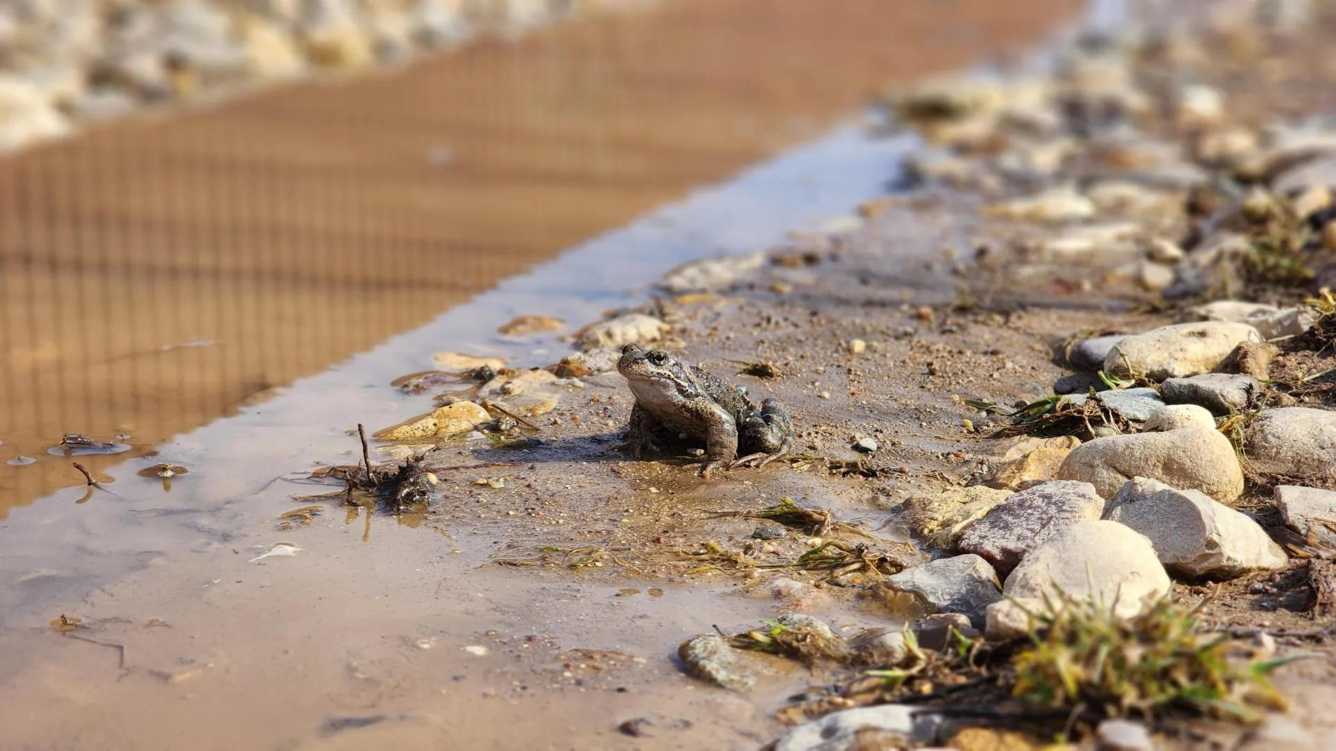 МедиаБанк Подмосковья/Дмитрий Беденко