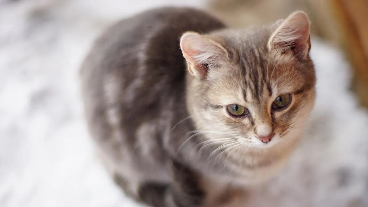 istockphoto.com/sony_moon