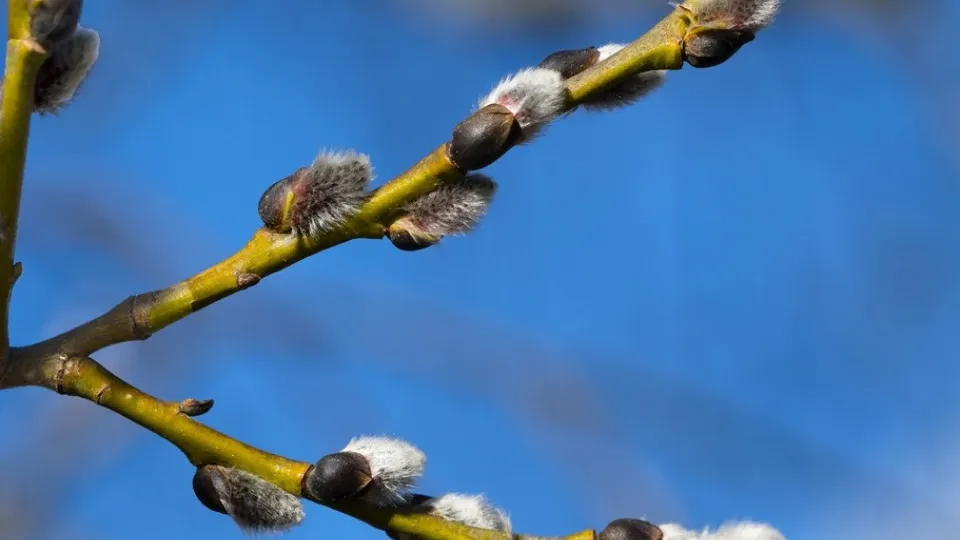 Фото: pxhere.com