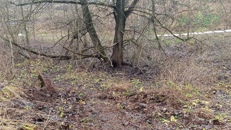 Фото: пресс-служба администрации г.о. Пушкинский