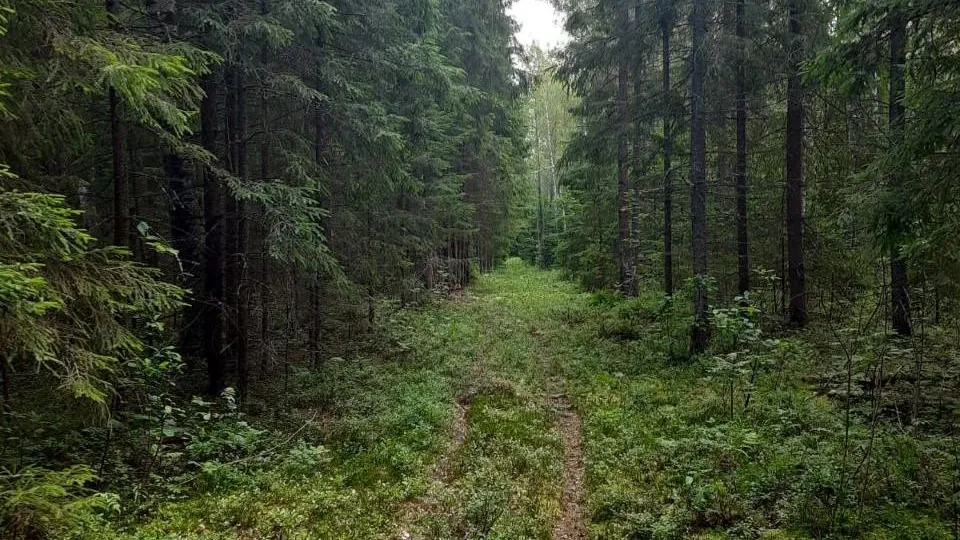 Комитет лесного хозяйства Московской области