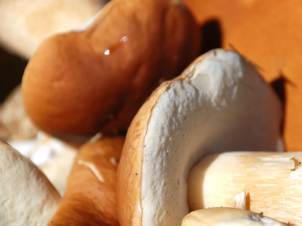 Фото: istockphoto.com/angi71