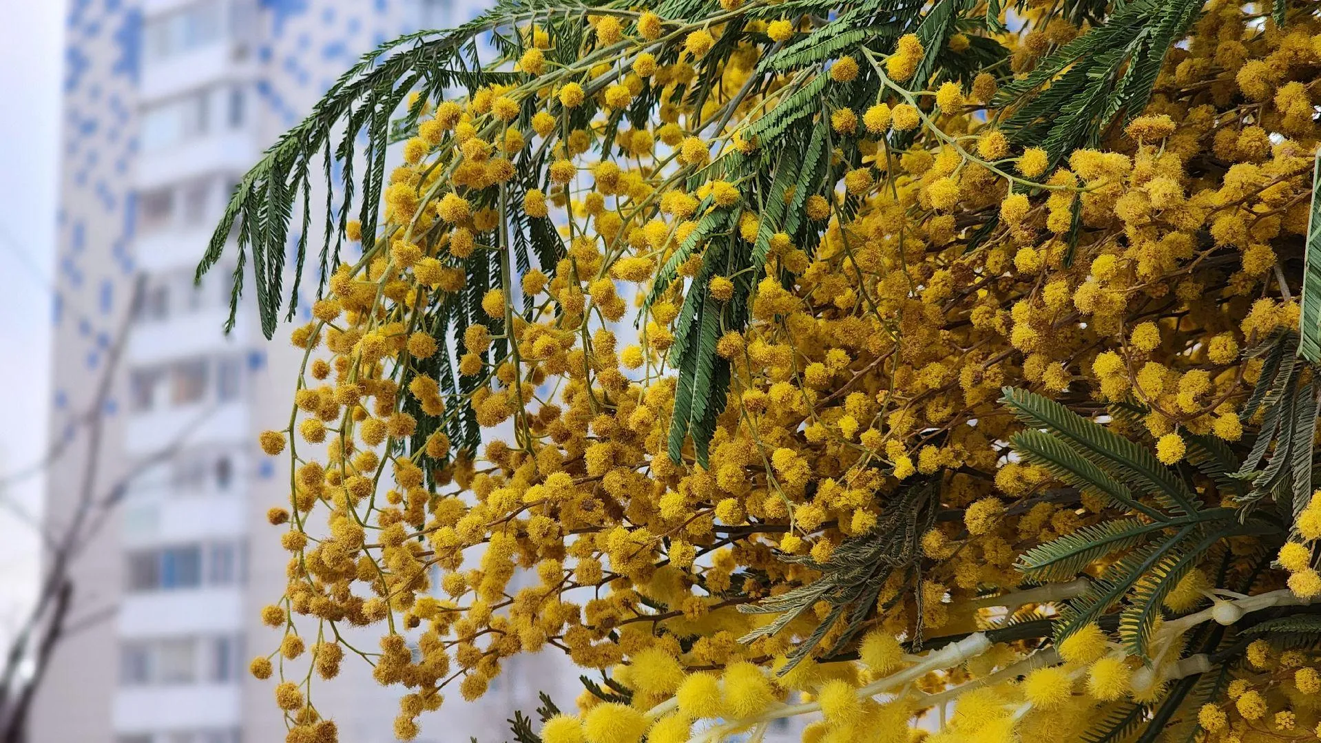 МедиаБанк Подмосковья/Валерия Тингаева