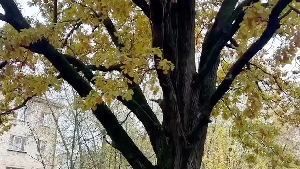 Фото: Богородский медиацентр