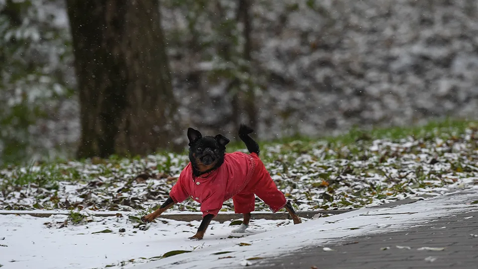 Фото: медиасток.рф
